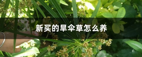 新买的旱伞草怎么养