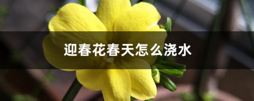 迎春花春天怎么浇水