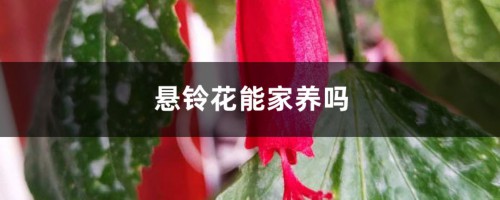 悬铃花能家养吗