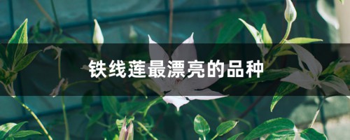 铁线莲最漂亮的品种