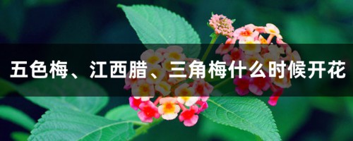 五色梅、江西腊、三角梅什么时候开花